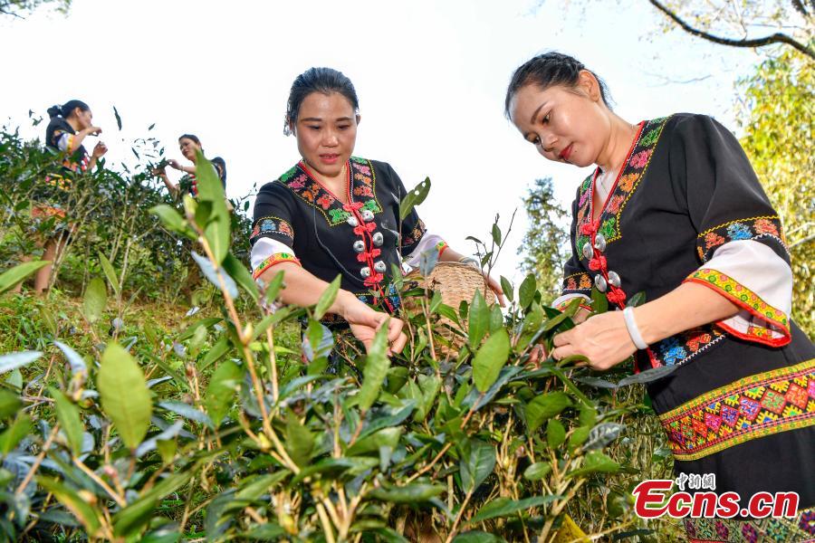 Women of the Li ethnic group pick tea leaves at a plantation at the foot of Wuzhi Mountain in Shuiman Township, South China\'s Hainan Province, Jan. 8, 2019. Farmers began picking new season tea leaves, \