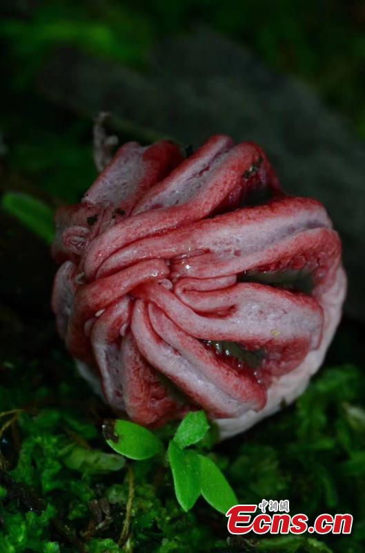 Fungus Clathrus archeri, commonly known as octopus stinkhorn or devil\'s fingers, is found in the Maolan National Nature Reserve in Libo County, Guizhou Province. With a strange, scary appearance, it also smells like putrid flesh. (Photo provided to China News Service)