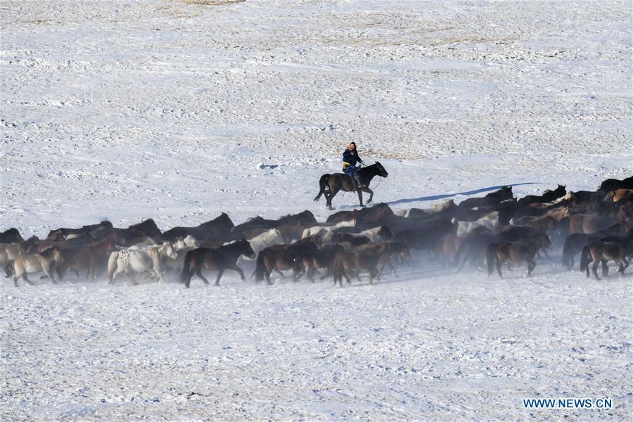 A herdsman tames horses in West Ujimqin Banner, north China\'s Inner Mongolia Autonomous Region, Jan. 8, 2019. (Xinhua/Liu Lei)