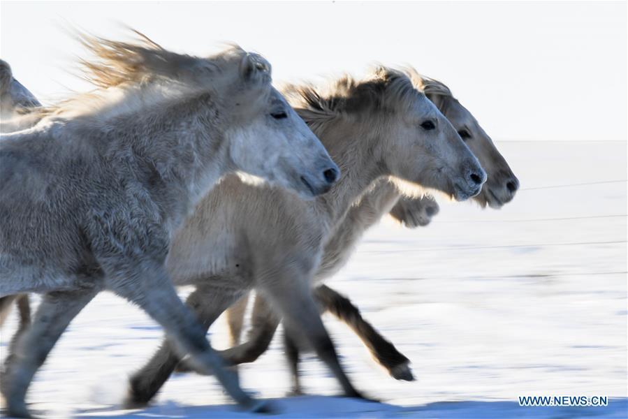 Horses run on the snowfield in West Ujimqin Banner, north China\'s Inner Mongolia Autonomous Region, Jan. 8, 2019. (Xinhua/Liu Lei)