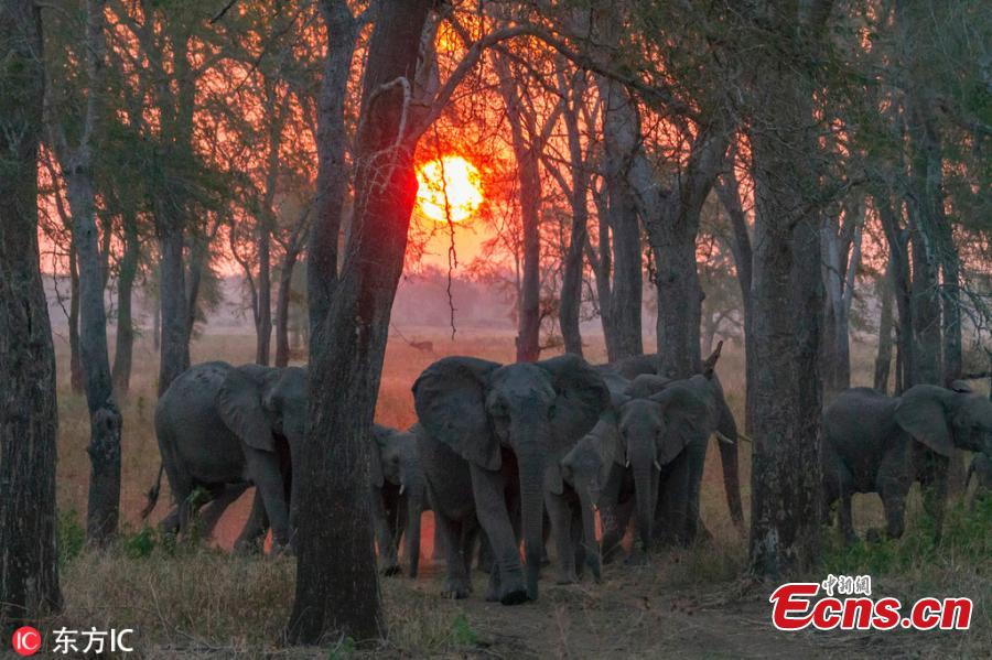 Hunting gave elephants that didn\'t grow tusks a biological advantage in Mozambique\'s Gorongosa National Park. Recent researches suggest that about a third of younger females—the generation born after the war ended in 1992—never developed tusks. Normally, tusklessness would occur only in about 2 to 4 percent of female African elephants. (Photo/IC)
