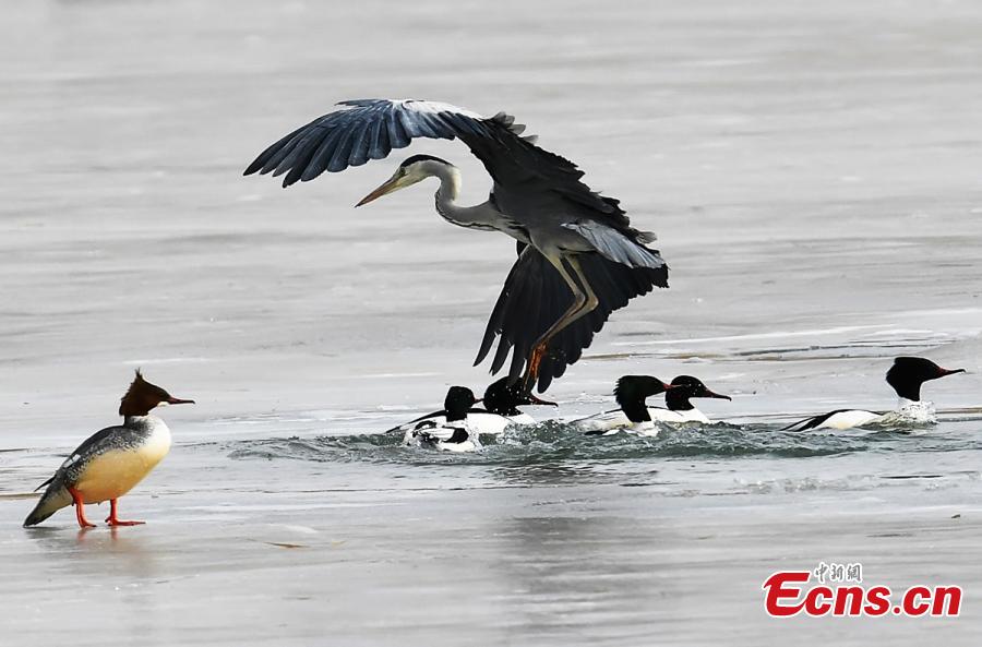 Birds at a wetland in Golmud, Haixi Mongol and Tibetan Autonomous Prefecture, Northwest China\'s Qinghai Province, Jan. 9, 2019. The wetland is an ideal habitat for wild birds, which in turn attract large numbers of photographers. (Photo: China News Service/Zhu Guifu)