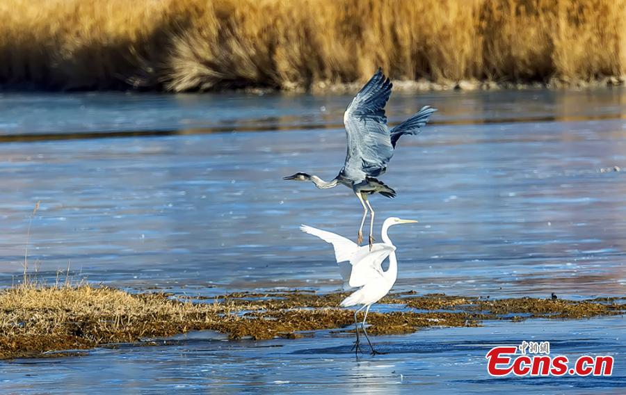 Birds at a wetland in Golmud, Haixi Mongol and Tibetan Autonomous Prefecture, Northwest China\'s Qinghai Province, Jan. 9, 2019. The wetland is an ideal habitat for wild birds, which in turn attract large numbers of photographers. (Photo: China News Service/Zhu Guifu)