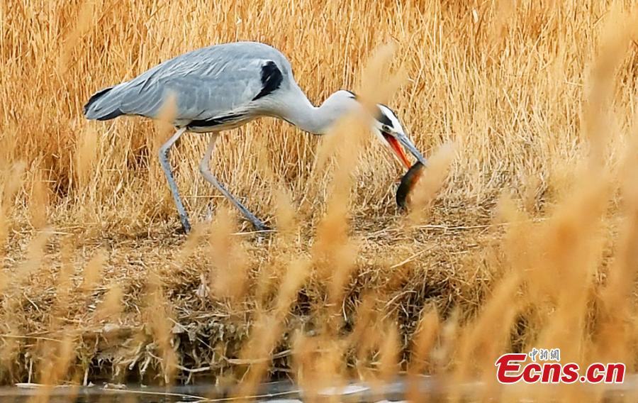 Birds at a wetland in Golmud, Haixi Mongol and Tibetan Autonomous Prefecture, Northwest China\'s Qinghai Province, Jan. 9, 2019. The wetland is an ideal habitat for wild birds, which in turn attract large numbers of photographers. (Photo: China News Service/Zhu Guifu)