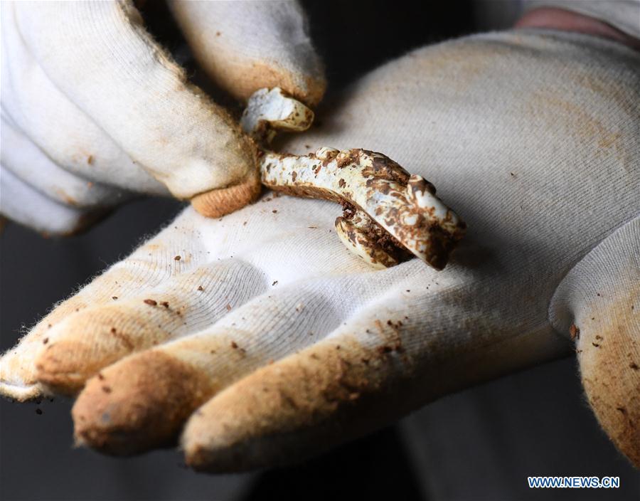 Photo taken on Jan. 28, 2018 shows a jade hook relic unearthed from the No. 5 tomb of the Marquis of Haihun site in Nanchang, east China\'s Jiangxi Province. The National Cultural Heritage Administration will work out a plan to better protect cultural relics and speed up the creation of a safety oversight platform in 2019. Stressing the importance of such protection, Liu Yuzhu, head of the administration, said lax enforcement is a prominent problem that endangers cultural relics, at a meeting attended by cultural heritage administrators nationwide. (Xinhua/Li He)