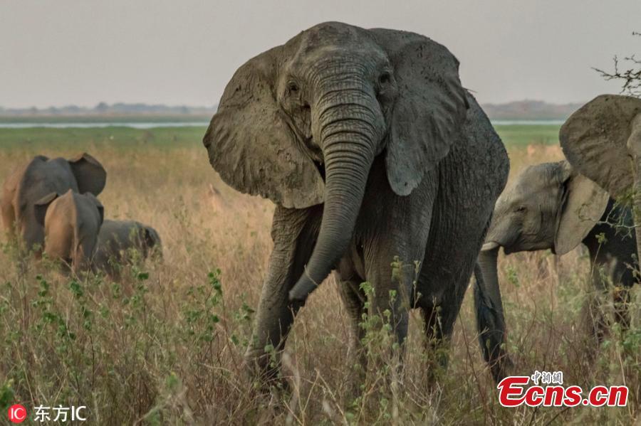 Hunting gave elephants that didn\'t grow tusks a biological advantage in Mozambique\'s Gorongosa National Park. Recent researches suggest that about a third of younger females—the generation born after the war ended in 1992—never developed tusks. Normally, tusklessness would occur only in about 2 to 4 percent of female African elephants. (Photo/IC)