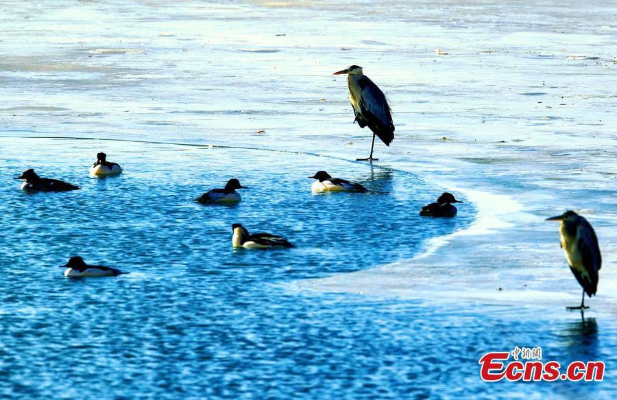 Birds at a wetland in Golmud, Haixi Mongol and Tibetan Autonomous Prefecture, Northwest China\'s Qinghai Province, Jan. 9, 2019. The wetland is an ideal habitat for wild birds, which in turn attract large numbers of photographers. (Photo: China News Service/Zhu Guifu)