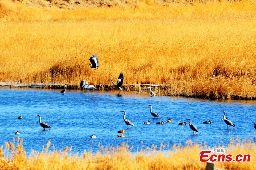 Birds at a wetland in Golmud, Haixi Mongol and Tibetan Autonomous Prefecture, Northwest China\'s Qinghai Province, Jan. 9, 2019. The wetland is an ideal habitat for wild birds, which in turn attract large numbers of photographers. (Photo: China News Service/Zhu Guifu)
