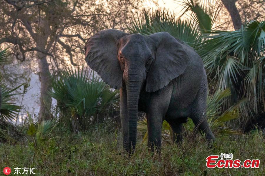 Hunting gave elephants that didn\'t grow tusks a biological advantage in Mozambique\'s Gorongosa National Park. Recent researches suggest that about a third of younger females—the generation born after the war ended in 1992—never developed tusks. Normally, tusklessness would occur only in about 2 to 4 percent of female African elephants. (Photo/IC)