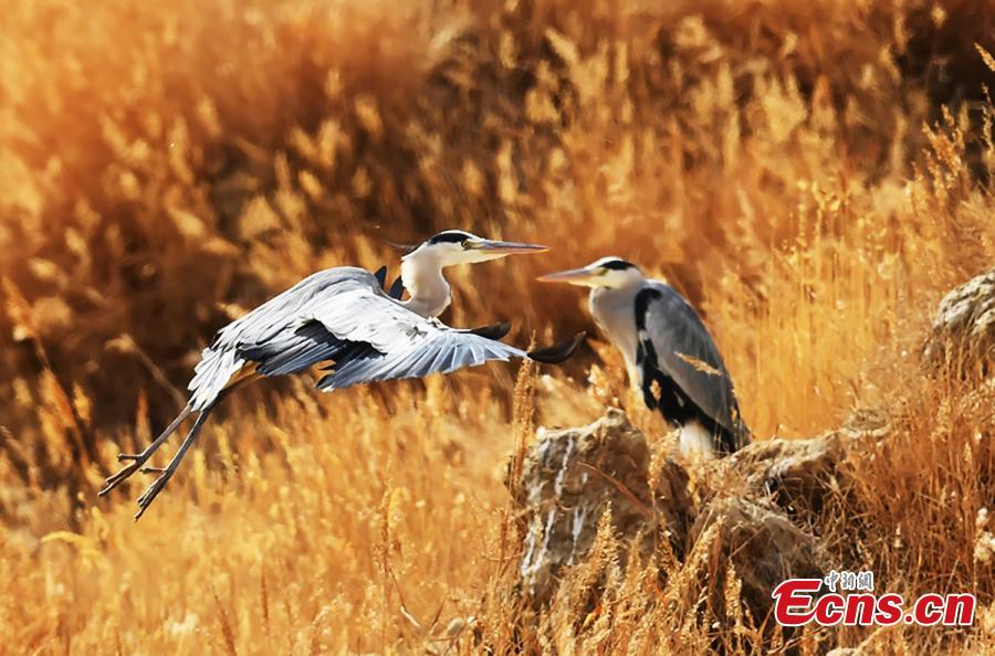 Birds at a wetland in Golmud, Haixi Mongol and Tibetan Autonomous Prefecture, Northwest China\'s Qinghai Province, Jan. 9, 2019. The wetland is an ideal habitat for wild birds, which in turn attract large numbers of photographers. (Photo: China News Service/Zhu Guifu)
