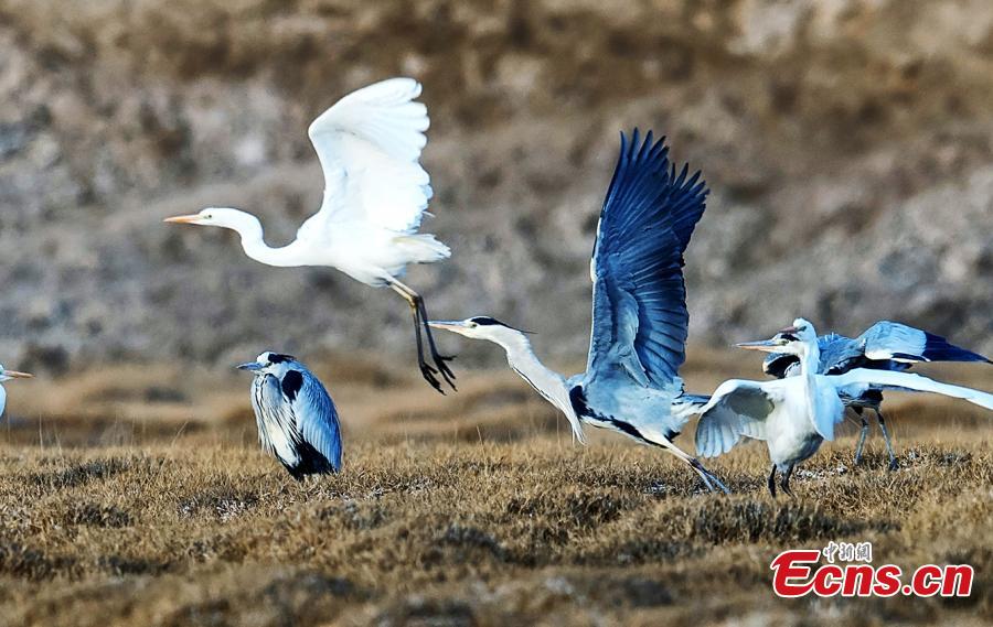 Birds at a wetland in Golmud, Haixi Mongol and Tibetan Autonomous Prefecture, Northwest China\'s Qinghai Province, Jan. 9, 2019. The wetland is an ideal habitat for wild birds, which in turn attract large numbers of photographers. (Photo: China News Service/Zhu Guifu)