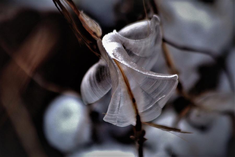 After a recent cold spell, people found ice shaped like butterflies on dry grass in Doulonggou village of Houma city in North China\'s Shanxi Province. Experts said the scene requires various factors, including proper temperature, humidity, wind strength and direction. (Photo by Qin Huaigui for chinadaily.com.cn)