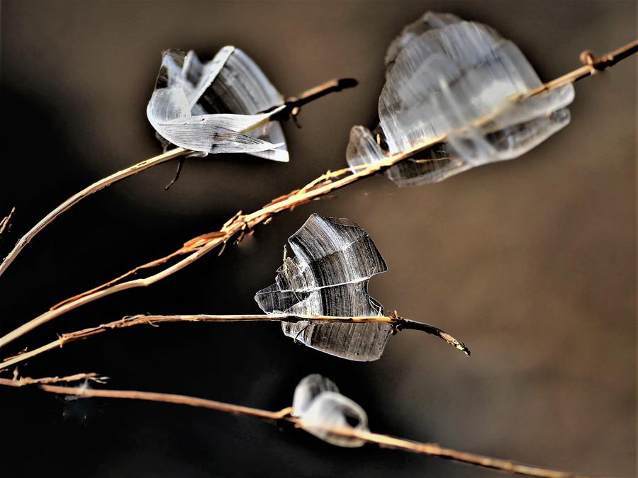 After a recent cold spell, people found ice shaped like butterflies on dry grass in Doulonggou village of Houma city in North China\'s Shanxi Province. Experts said the scene requires various factors, including proper temperature, humidity, wind strength and direction. (Photo by Qin Huaigui for chinadaily.com.cn)