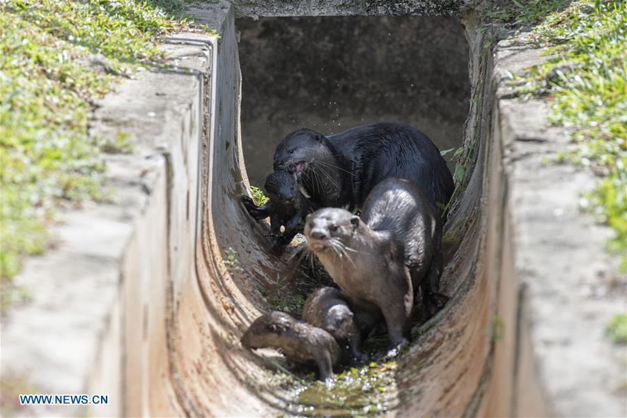 A family of smooth-coated otters make their way back to their holt after swimming practise near Singapore River on Jan. 10, 2019. This family of smooth-coated otters, comprising of three adults and three otter pups, made their home in urban city centre of Singapore. (Xinhua/Then Chih Wey)