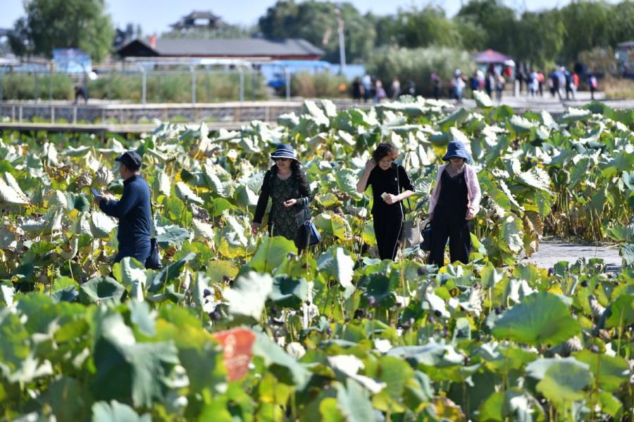 Tourists visit Baiyangdian Lake in Xiongan New Area, North China\'s Hebei Province, Oct. 1, 2018. (Photo/Xinhua)

Developing a green, low-carbon city

Xiongan will promote green and low-carbon living, production and city operation modes. It will also build an intensive and efficient water supply system, optimize energy provisions, and develop well-arranged underground facilities.