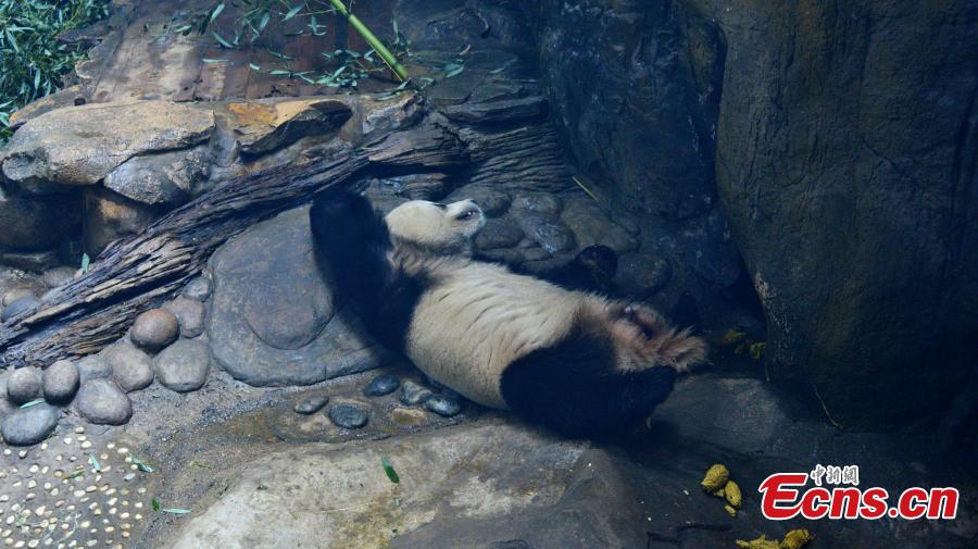 A giant panda rests in an air-conditioned room at the Beijing Zoo, Jan. 10, 2019, as the city\'s temperatures continued to drop. (Photo: China News Service/Fan Jiashan)