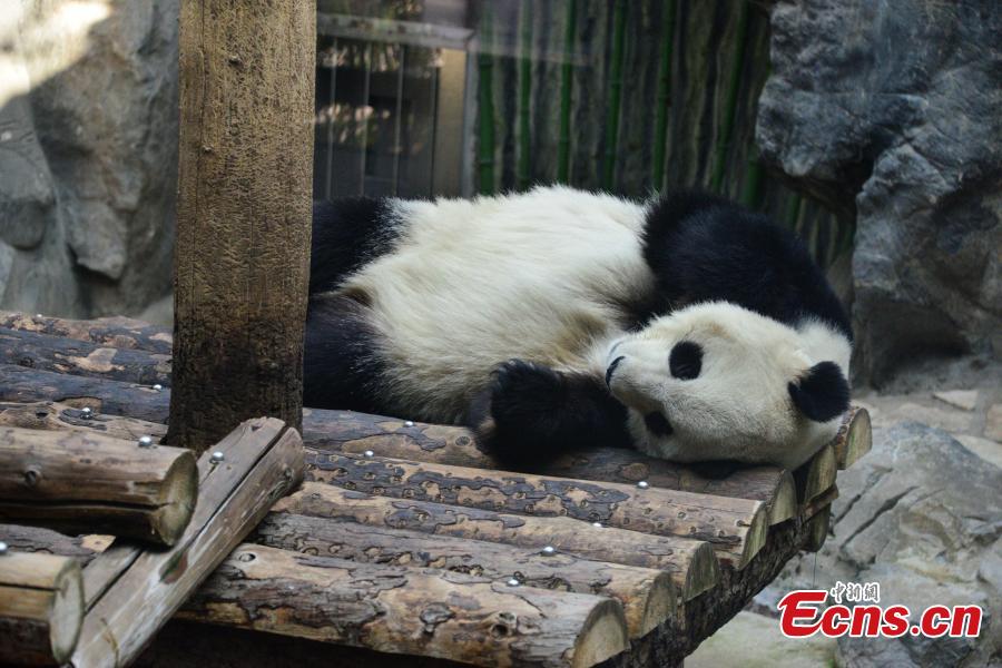 A giant panda rests in an air-conditioned room at the Beijing Zoo, Jan. 10, 2019, as the city\'s temperatures continued to drop. (Photo: China News Service/Fan Jiashan)