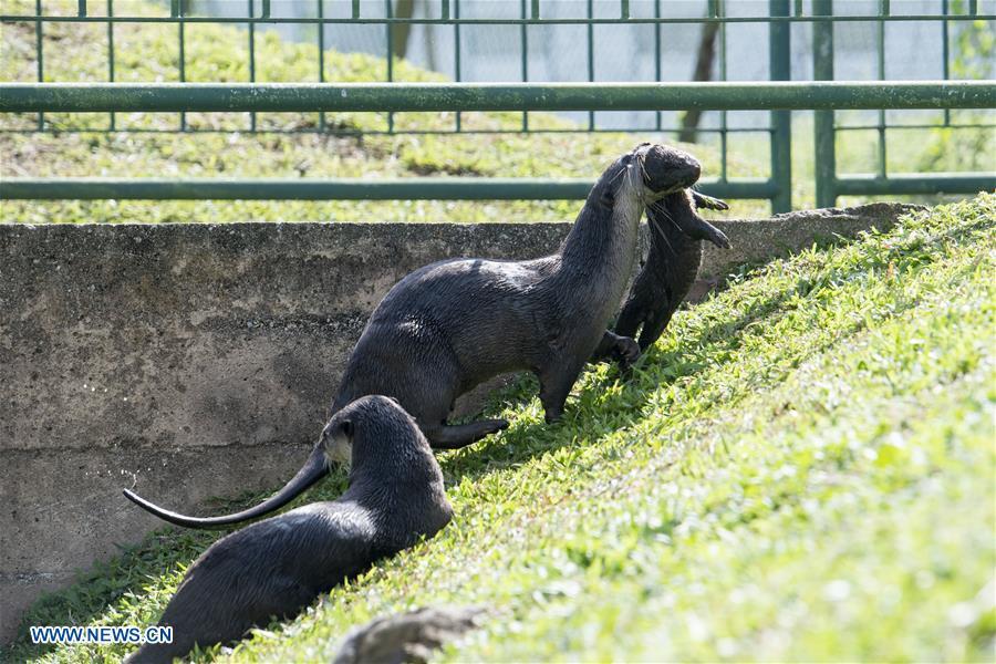 A smooth-coated otter grabs its 6-week-old pup in its mouth after swimming practise in a storm drain near Singapore River on Jan. 10, 2019. This family of smooth-coated otters, comprising of three adults and three otter pups, made their home in urban city centre of Singapore. (Xinhua/Then Chih Wey)
