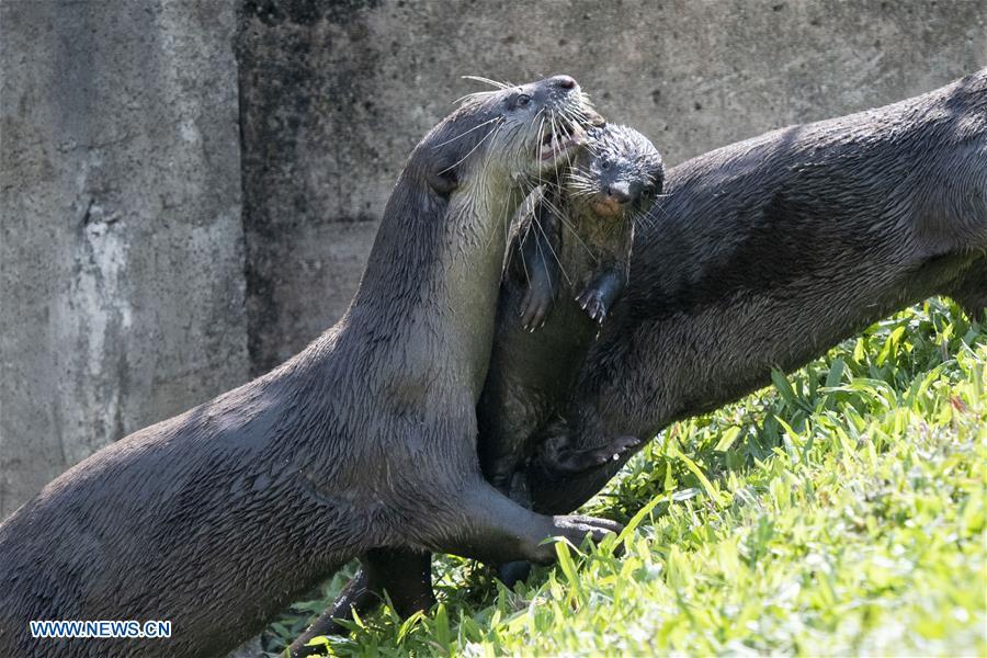 A smooth-coated otter grabs its 6-week-old pup in its mouth after swimming practise in a storm drain near Singapore River on Jan. 10, 2019. This family of smooth-coated otters, comprising of three adults and three otter pups, made their home in urban city centre of Singapore. (Xinhua/Then Chih Wey)