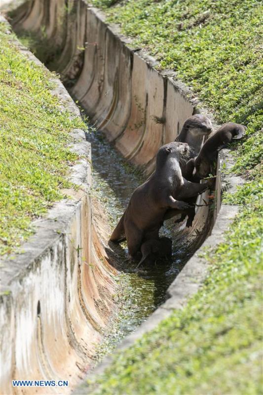 A family of smooth-coated otters make their way to a canal to practise swimming near Singapore River on Jan. 10, 2019. This family of smooth-coated otters, comprising of three adults and three otter pups, made their home in urban city centre of Singapore. (Xinhua/Then Chih Wey)
