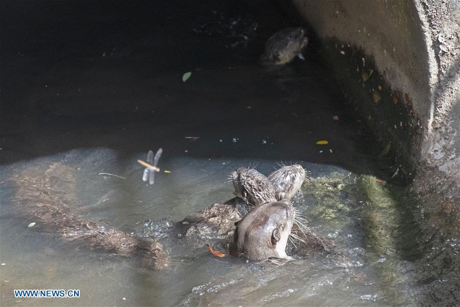A trio of 6-week-old smooth-coated otter pups learn to swim in a storm drain near Singapore River on Jan. 10, 2019. This family of smooth-coated otters, comprising of three adults and three otter pups, made their home in urban city centre of Singapore. (Xinhua/Then Chih Wey)