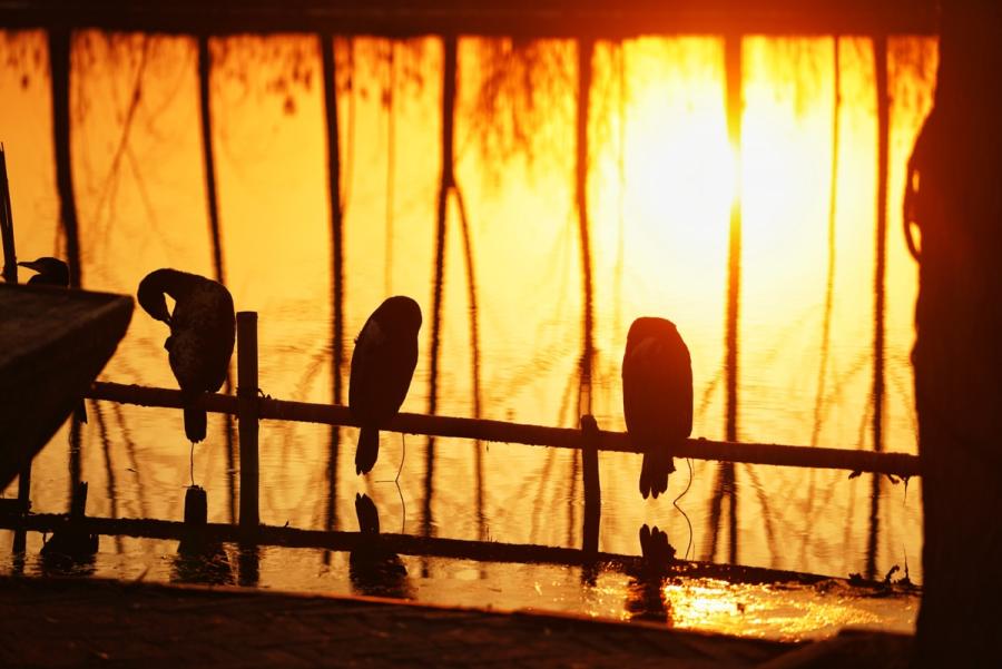 Cormorants at Baiyangdian Lake in Xiongan New Area, North China\'s Hebei Province, Dec. 7, 2018. (Photo/Xinhua)

Striking a balance between development and protection for national land space

The plan calls for the protection of the ecological environment and permanent farmland. It further outlines the scale and boundaries of cities and counties. Green land and clean water will account for 70 percent of the area, and land use and development intensity will be capped at 30 percent.