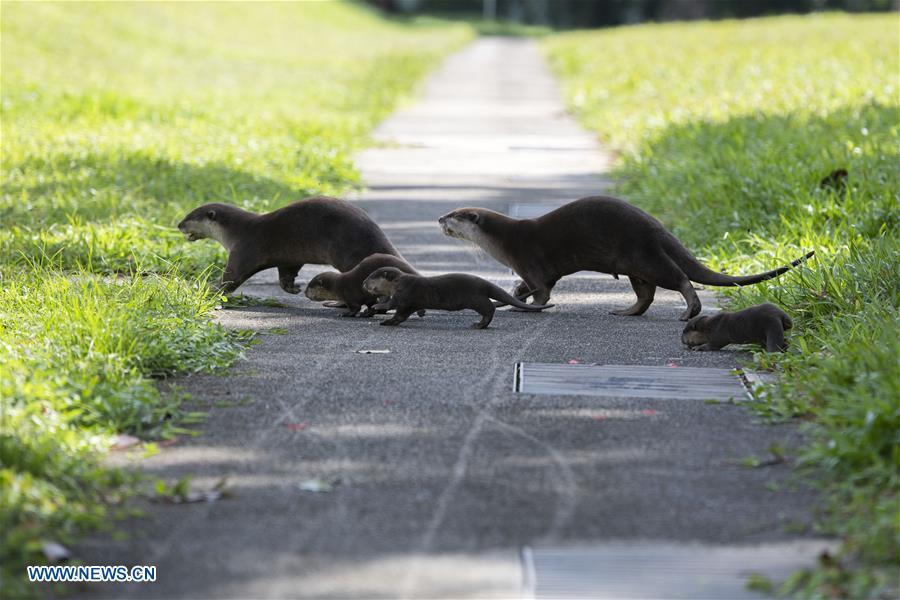 A family of smooth-coated otters make their way to a canal to practise swimming near Singapore River on Jan. 10, 2019. This family of smooth-coated otters, comprising of three adults and three otter pups, made their home in urban city centre of Singapore. (Xinhua/Then Chih Wey)