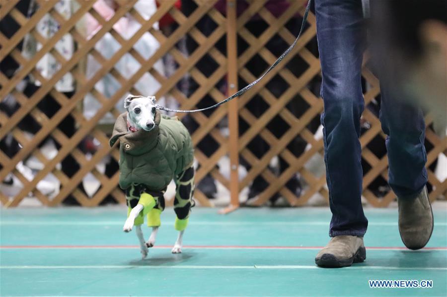 A pet dog is seen at \