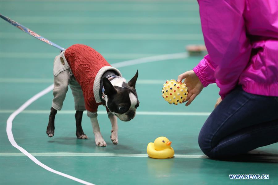 A pet dog is seen at \