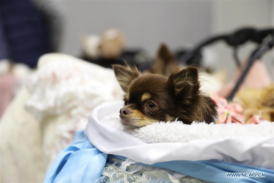 A dog is seen at \