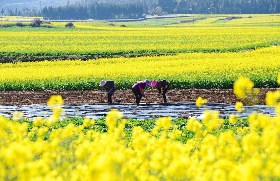 Farmers work on a plot surrounded by blossoming rapeseed flowers. (Photo by Mao Hong/for chinadaily.com.cn)

In most parts of China, it\'s the coldest time of the year, while in the countryside of Luoping county in Southwest China\'s Yunnan Province, fields of soft yellow announce the blossoming of rapeseed flowers.

Locals said the blossom period will last till March.

Rapeseed flower scenery has been getting increasingly popular for tourism across the country.