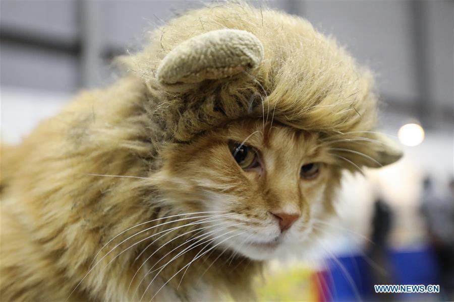 A cat is seen at \