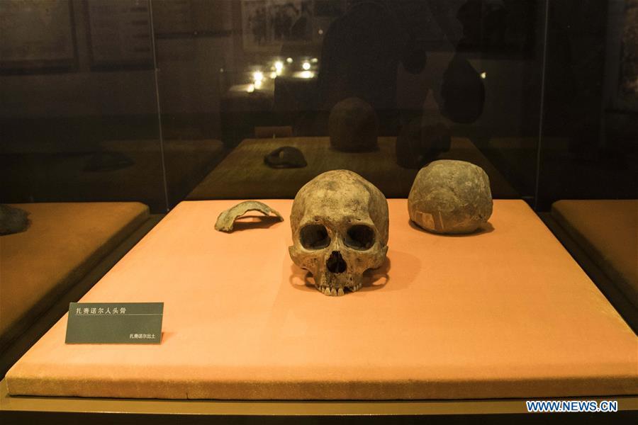 Photo taken on Jan. 8, 2019 shows a set of human skull fossil discovered at Jalainur District at Jalainur Museum in Manzhouli, north China\'s Inner Mongolia Autonomous Region. A carbon-14 dating study on four skull samples discovered at Jalainur District, Manzhouli City in northern China\'s Inner Mongolia Autonomous Region confirmed the earliest sample was around 10,113 years old, researchers announced Saturday in Beijing. Jalainur, a county-level district under the jurisdiction of Manzhouli City, is located near Russia and Mongolia. Starting in March 2018, the study was jointly conducted by researchers from Peking University (PKU) and the school of archaeology at Jilin University. (Xinhua/Darhan)