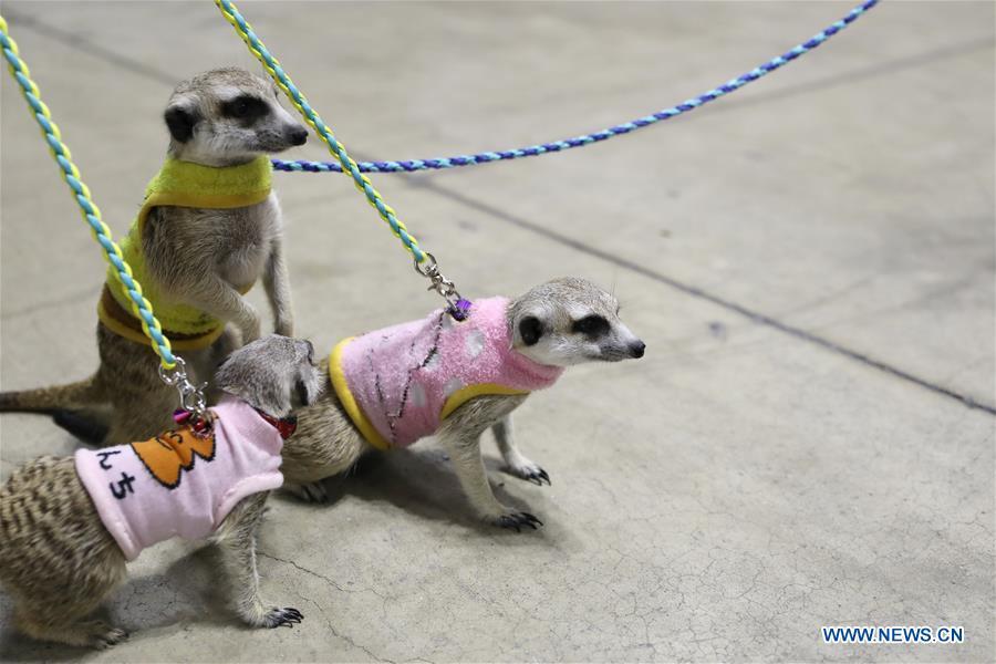 Meerkats are seen at \