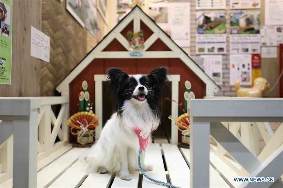 A pet dog is seen at \