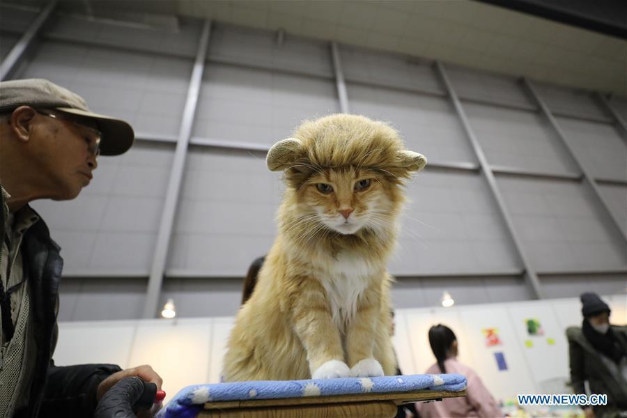 A cat is seen at \