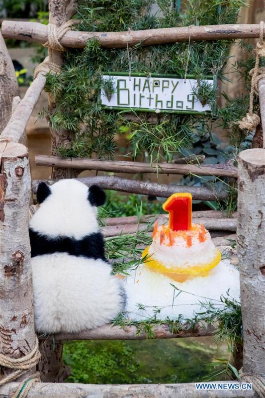 A baby giant panda sits with her birthday cake on her one year old birthday at the Malaysian National Zoo near Kuala Lumpur, Malaysia, Jan. 14, 2019. The second giant panda born in Malaysia celebrated her first birthday at the Malaysian national zoo on Monday. The baby giant panda is the second offspring of her parents Xing Xing and Liang Liang who arrived in Malaysia in 2014. (Xinhua/Zhu Wei)