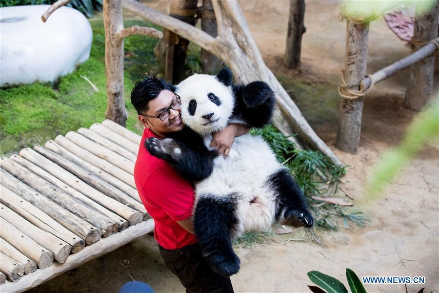 A giant panda keeper holds the baby giant panda to prepare for the celebration of its first birthday at the Malaysian National Zoo near Kuala Lumpur, Malaysia, Jan. 14, 2019. The second giant panda born in Malaysia celebrated her first birthday at the Malaysian national zoo on Monday. The baby giant panda is the second offspring of her parents Xing Xing and Liang Liang who arrived in Malaysia in 2014. (Xinhua/Zhu Wei)