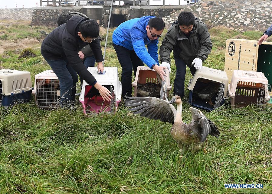 Staff members release migrant birds into the wild at the Poyang Lake national natural reserve in east China\'s Jiangxi Province, Jan. 14, 2019. Sixteen rare migrant birds, including one oriental white stork, two whooper swans and three mandarin ducks, were released into the wild in Jiangxi on Monday. (Xinhua/Wan Xiang)
