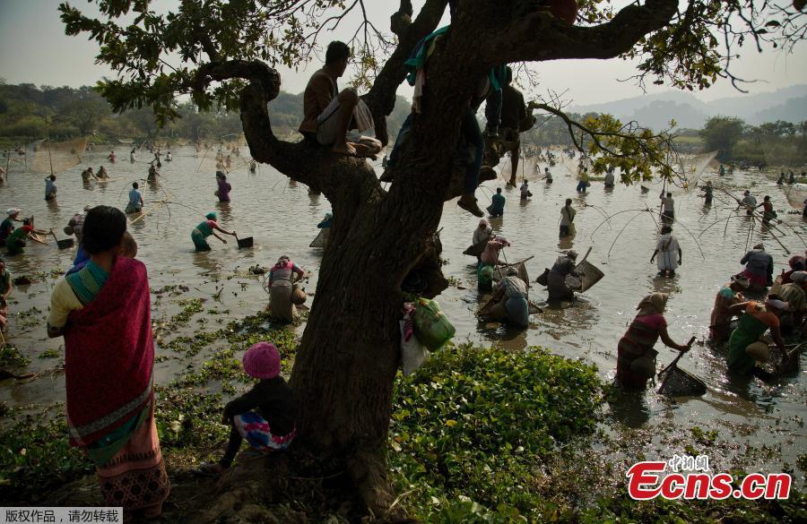 Indian villagers participate in community fishing as part of Bhogali Bihu celebrations in Panbari village, some 50 kilometers east of Gauhati, India, Jan. 14, 2019. \