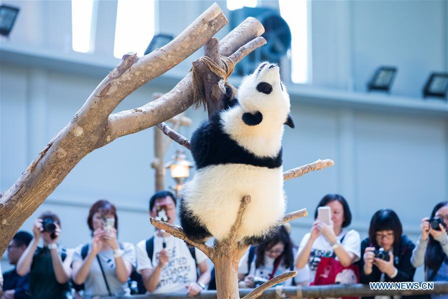 A baby giant panda plays on her one year old birthday at the Malaysian National Zoo near Kuala Lumpur, Malaysia, Jan. 14, 2019. The second giant panda born in Malaysia celebrated her first birthday at the Malaysian national zoo on Monday. The baby giant panda is the second offspring of her parents Xing Xing and Liang Liang who arrived in Malaysia in 2014. (Xinhua/Zhu Wei)