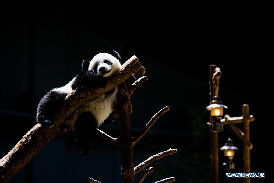A baby giant panda rests on her one year old birthday at the Malaysian National Zoo near Kuala Lumpur, Malaysia, Jan. 14, 2019. The second giant panda born in Malaysia celebrated her first birthday at the Malaysian national zoo on Monday. The baby giant panda is the second offspring of her parents Xing Xing and Liang Liang who arrived in Malaysia in 2014. (Xinhua/Zhu Wei)