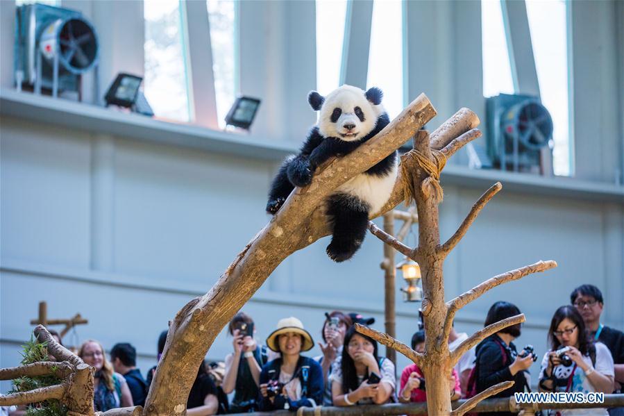 A baby giant panda plays on her one year old birthday at the Malaysian National Zoo near Kuala Lumpur, Malaysia, Jan. 14, 2019. The second giant panda born in Malaysia celebrated her first birthday at the Malaysian national zoo on Monday. The baby giant panda is the second offspring of her parents Xing Xing and Liang Liang who arrived in Malaysia in 2014. (Xinhua/Zhu Wei)