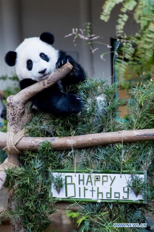 A baby giant panda plays on her one year old birthday at the Malaysian National Zoo near Kuala Lumpur, Malaysia, Jan. 14, 2019. The second giant panda born in Malaysia celebrated her first birthday at the Malaysian national zoo on Monday. The baby giant panda is the second offspring of her parents Xing Xing and Liang Liang who arrived in Malaysia in 2014. (Xinhua/Zhu Wei)