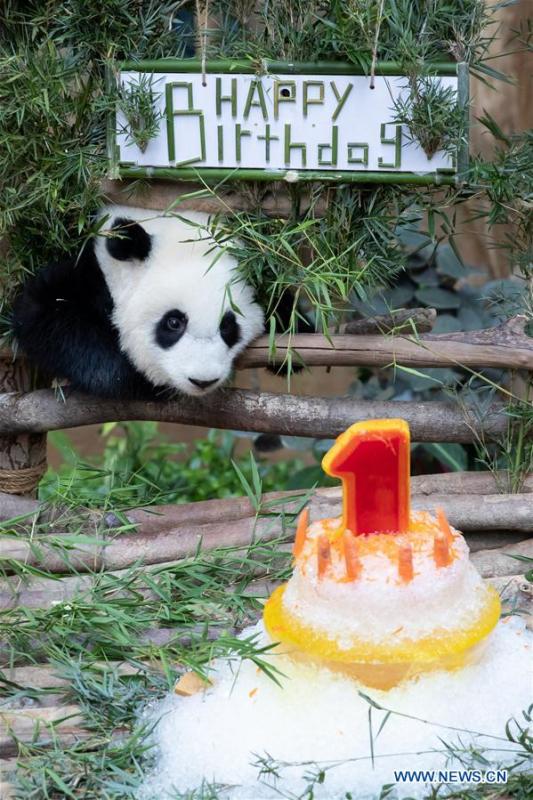 A baby giant panda plays on her one year old birthday at the Malaysian National Zoo near Kuala Lumpur, Malaysia, Jan. 14, 2019. The second giant panda born in Malaysia celebrated her first birthday at the Malaysian national zoo on Monday. The baby giant panda is the second offspring of her parents Xing Xing and Liang Liang who arrived in Malaysia in 2014. (Xinhua/Zhu Wei)