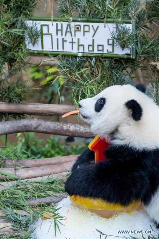 A baby giant panda tastes her birthday cake on her one year old birthday at the Malaysian National Zoo near Kuala Lumpur, Malaysia, Jan. 14, 2019. The second giant panda born in Malaysia celebrated her first birthday at the Malaysian national zoo on Monday. The baby giant panda is the second offspring of her parents Xing Xing and Liang Liang who arrived in Malaysia in 2014. (Xinhua/Zhu Wei)