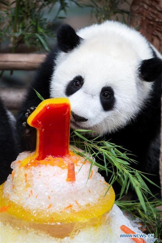 A baby giant panda tastes her birthday cake on her one year old birthday at the Malaysian National Zoo near Kuala Lumpur, Malaysia, Jan. 14, 2019. The second giant panda born in Malaysia celebrated her first birthday at the Malaysian national zoo on Monday. The baby giant panda is the second offspring of her parents Xing Xing and Liang Liang who arrived in Malaysia in 2014. (Xinhua/Zhu Wei)