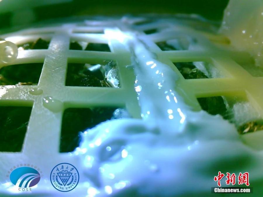 Photo shows a cotton seed aboard China\'s Chang\'e-4 lunar probe has sprouted, marking mankind\'s first biological experiment carried out on the moon. (Photo/Chongqing University)