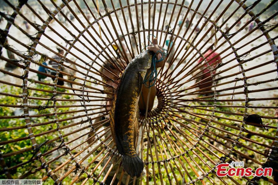 An Indian villager shows his catch as he participates in community fishing as part of Bhogali Bihu celebrations in Panbari village, some 50 kilometers east of Gauhati, India, Jan. 14, 2019. \
