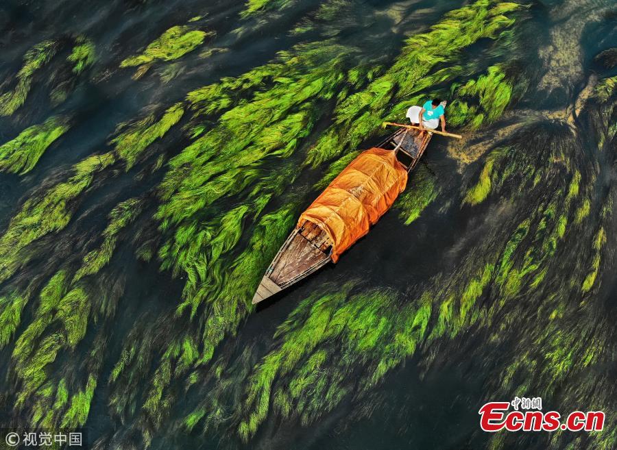 An aerial photo shows a fishing boat floating down a river in Ullahpara, Bangladesh. The surreal patterns are created thanks to the flowing current and algae in the water. (Photo/VCG)